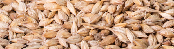 Beer Ingredients: what is beer made of?