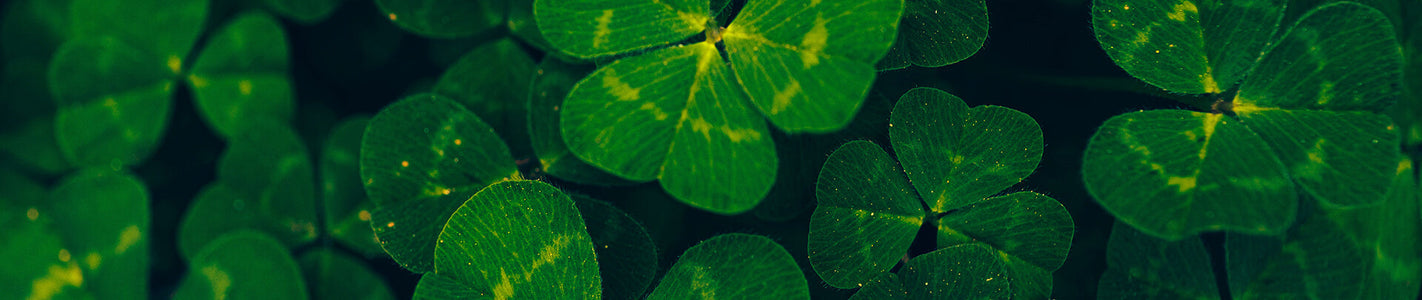 St Patrick's Day : Facts, Traditions & Beer