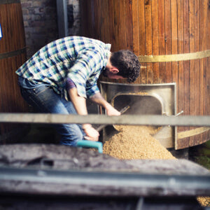 A beer brewer shovelling grains from a wooden barrel.